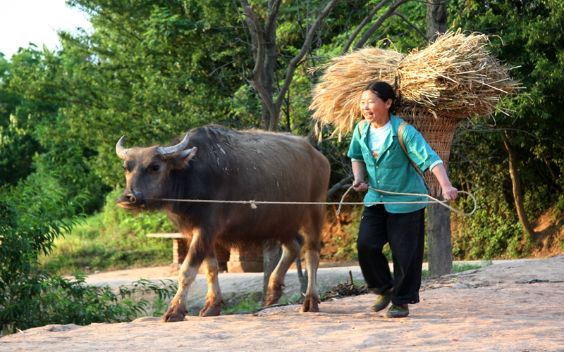 1781572032255036148.jpg 民歌传唱人何清香在收工途中唱(月儿落西下).jpg
